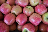 Apples