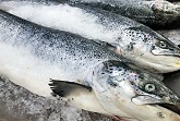 Whole Fish