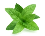 Goodness Gardens Organic Mint (0.75 OZ)