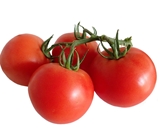 Tomatoes Sugar Bomb