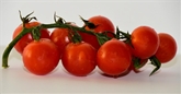 Sunset Flavor Bombs Cherry Tomatoes on the Vine (16oz)