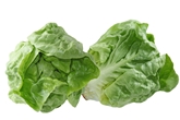 Boston Lettuce