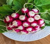 Bunched Radish