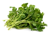 Watercress