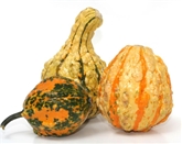 Gourds (Large)