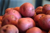 Red Creamer Potato