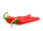 Holland Red Hot Pepper
