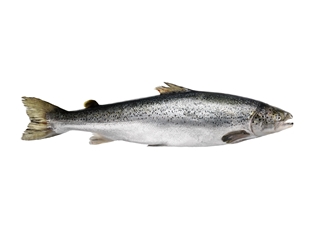 Organic king salmon Clearance