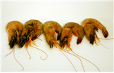 Shrimp Wild Head On White (Ecuador)