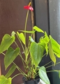 Flowering Plants Medium
