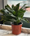 Flowering Plants Small
