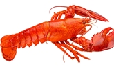 Lobsters Steamed 2 Lb