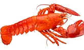 Lobsters Steamed 1.5 Lb