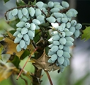 Teardrop Grapes