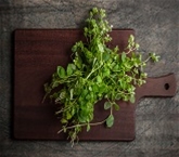 Oregano A&V