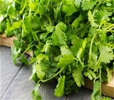 Cilantro A&V