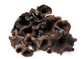 Black Trumpet Mushrooms
