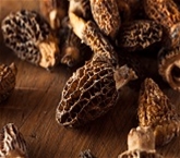 Mushrooms Morels