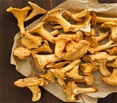 Mushroom Chanterelle