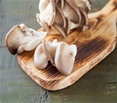 Mushroom Oyster