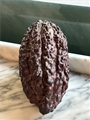 CACAO