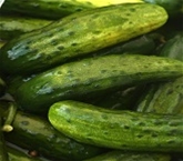 Half Sour Pickles (New) Ny Style