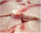 Swordfish