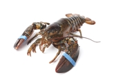 Live Lobster 1 1/4 LB