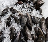Wild Cape Cod Mussels