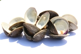 Topneck Clams