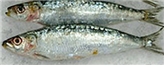 Sardines Portuguese