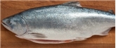 Salmon King All Nat Abhf New Zealand