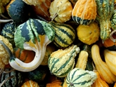 Gourds