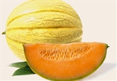 Melon Honeydew Golden