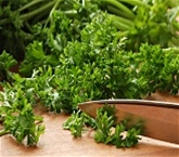 Parsley Curly