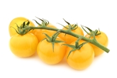 Holland Yellow Tomatoes On Vine