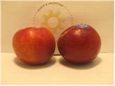 Red Plums