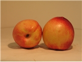 White Nectarine
