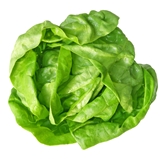 Hydro Boston Lettuce