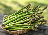 Asparagus Pencil