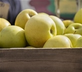 Apples Golden Delicious