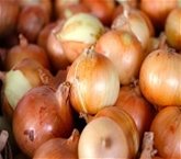 Organic Sweet Onions