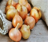 Yellow Onions, Organic