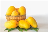 Francis Mangoes