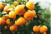 Mandarin with Stem