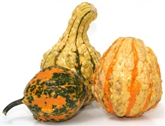 Gourds