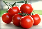 Campari Tomatoes (16oz.)