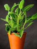 Potted Sage 6"