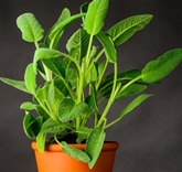 Potted Sage 4"