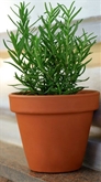 Potted Rosemary 6"
